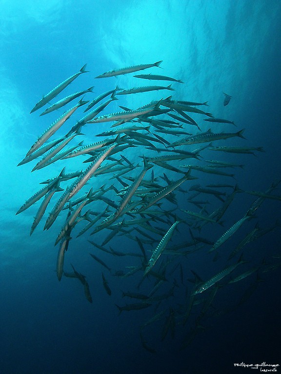 Schooling Barracuda